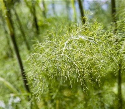 Foeniculum vulgare 'Purpureum'