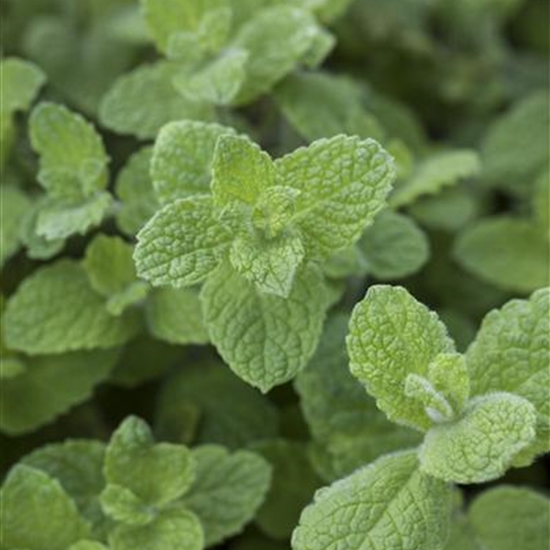 Mentha suaveolens 'Bowles Apfelminze'