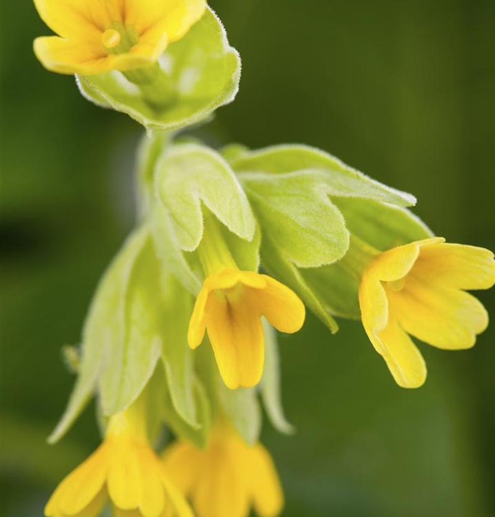 Echte Wiesenschlüssleblume