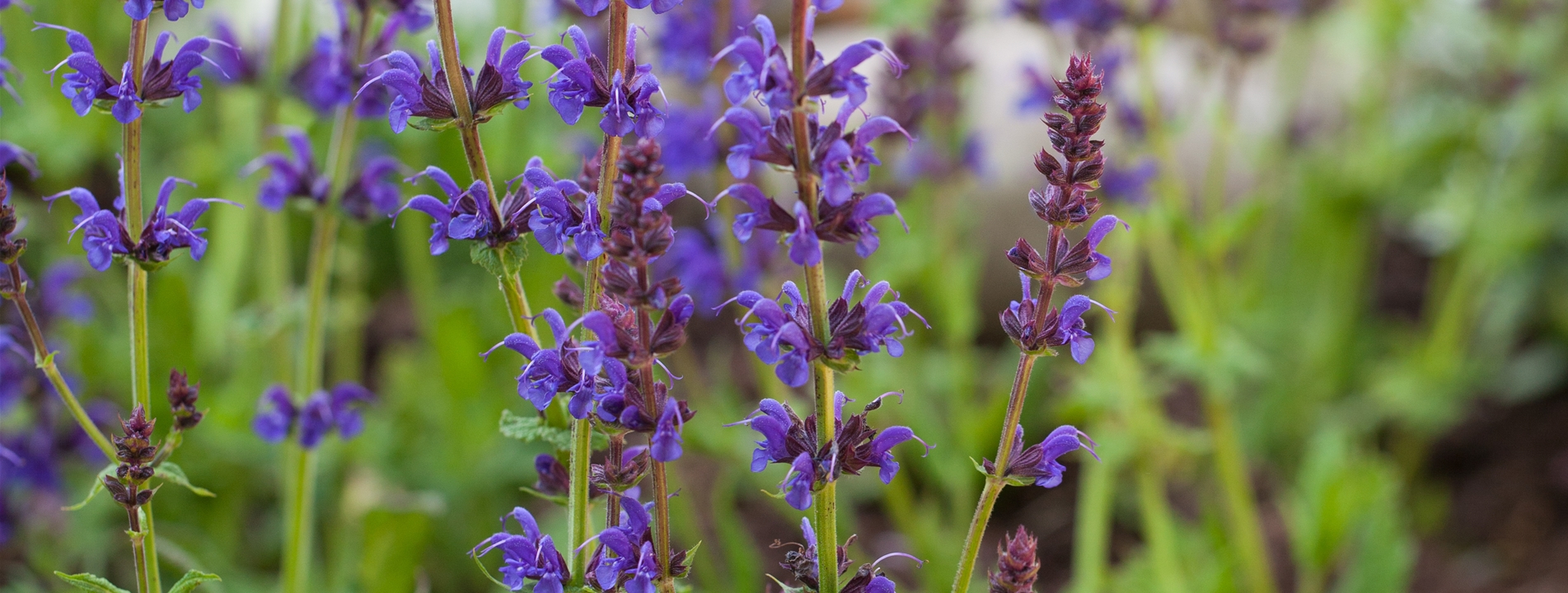 Salvia nemorosa 'Ostfriesland'