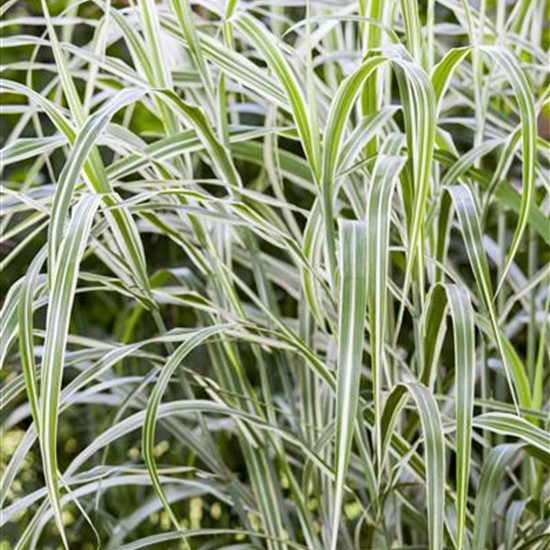 Miscanthus sinensis 'Cosmopolitan'