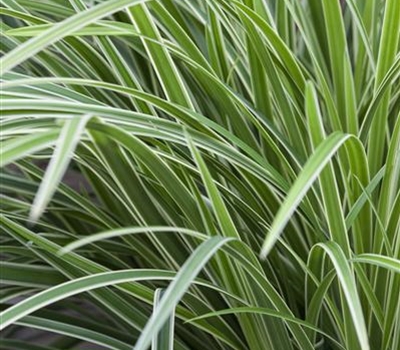 Carex morrowii 'Ice Dance'