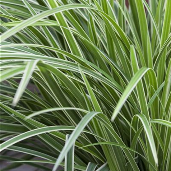 Carex morrowii 'Ice Dance'