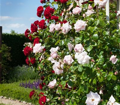 Rosa (Kletterrose) 'Climbing Mme A. Meilland'