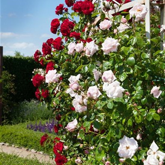 Rosa (Kletterrose) 'Climbing Mme A. Meilland'