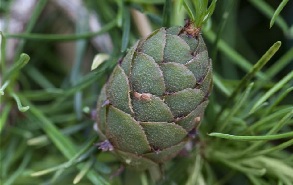 Larix kaempferi