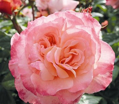 Rosa (Teehybride) 'Augusta Luise'