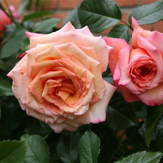 Rosa (Kletter- / Strauchrose) 'Barock' (R)