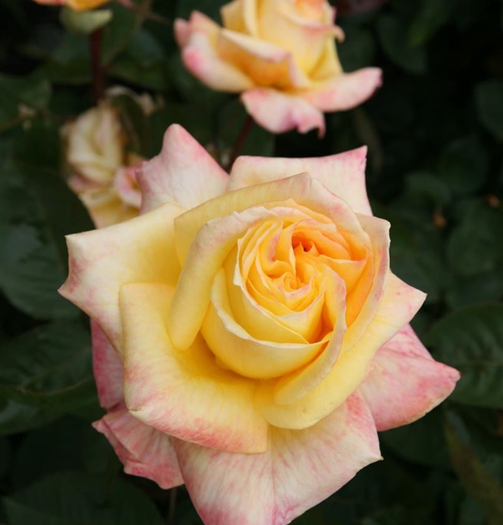 Grossblumige Rose