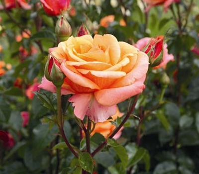 Rosa (Teehybride) 'Cherry Brandy 85'