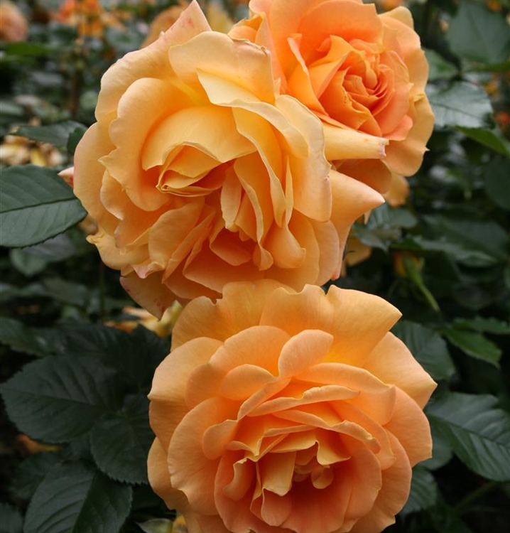 Floribundarose