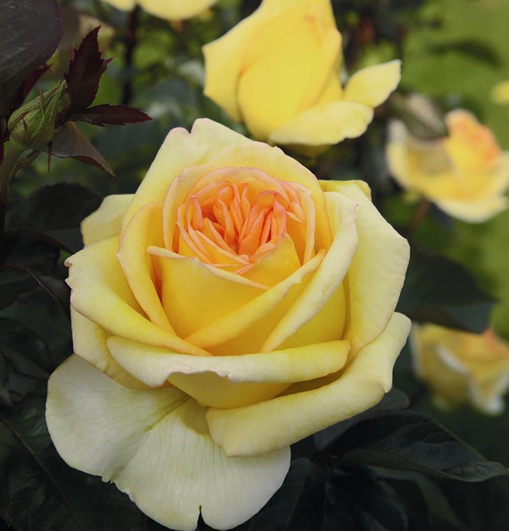 Rosa (Teehybride) 'Golden Tower' (R)