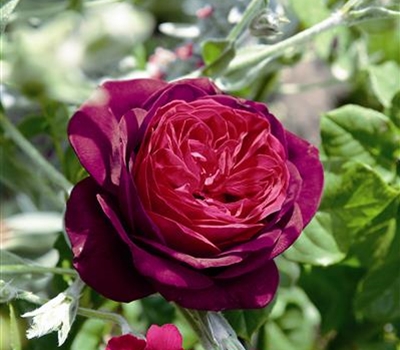 Rosa (Strauchrose) 'Astrid Gräfin von Hardenberg'