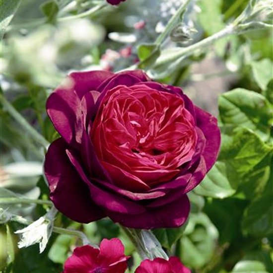 Rosa (Strauchrose) 'Astrid Gräfin von Hardenberg'