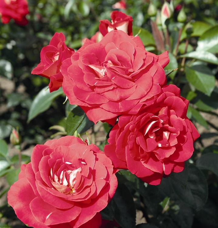 Floribundarose