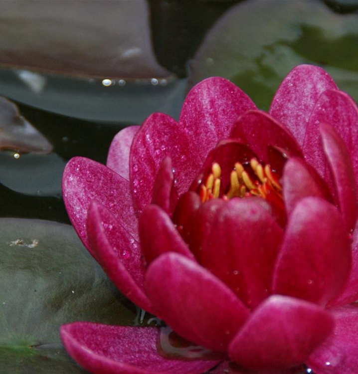 Garten-Seerose 'James Brydon'