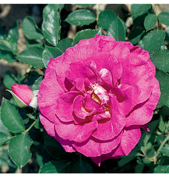 Grossblumige Rose