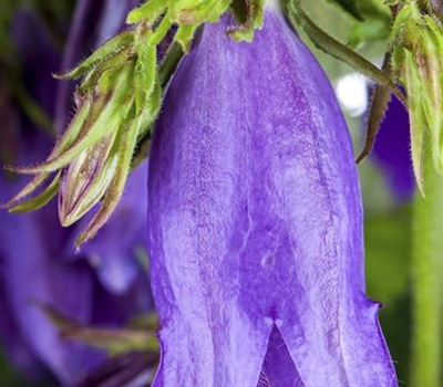 Campanula 'Sarastro'