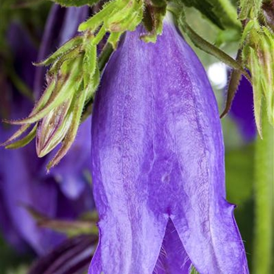 Campanula 'Sarastro'