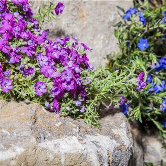 Phlox (Subulata-Gruppe) 'Ronsdorfer Schöne'