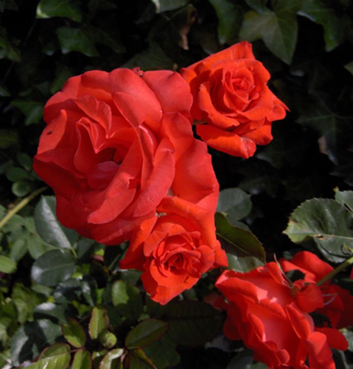 Floribundarose