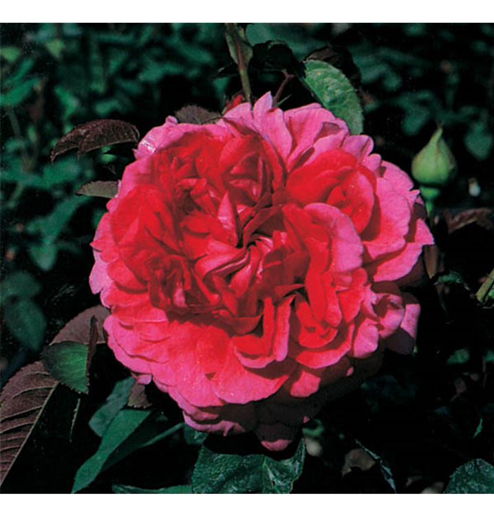 Englische Rose