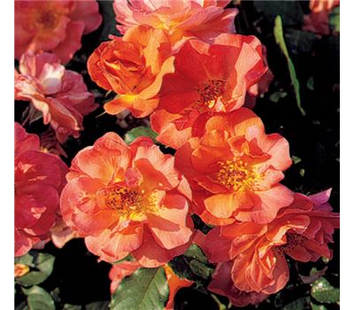 Rosa (Strauchrose) 'Westerland'