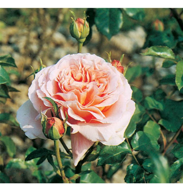 Englische Rose