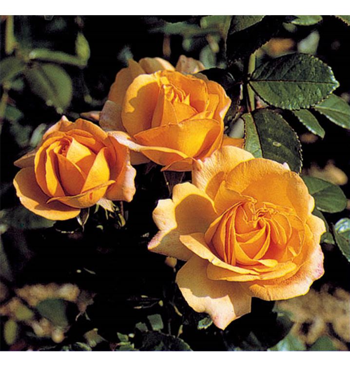 Floribundarose