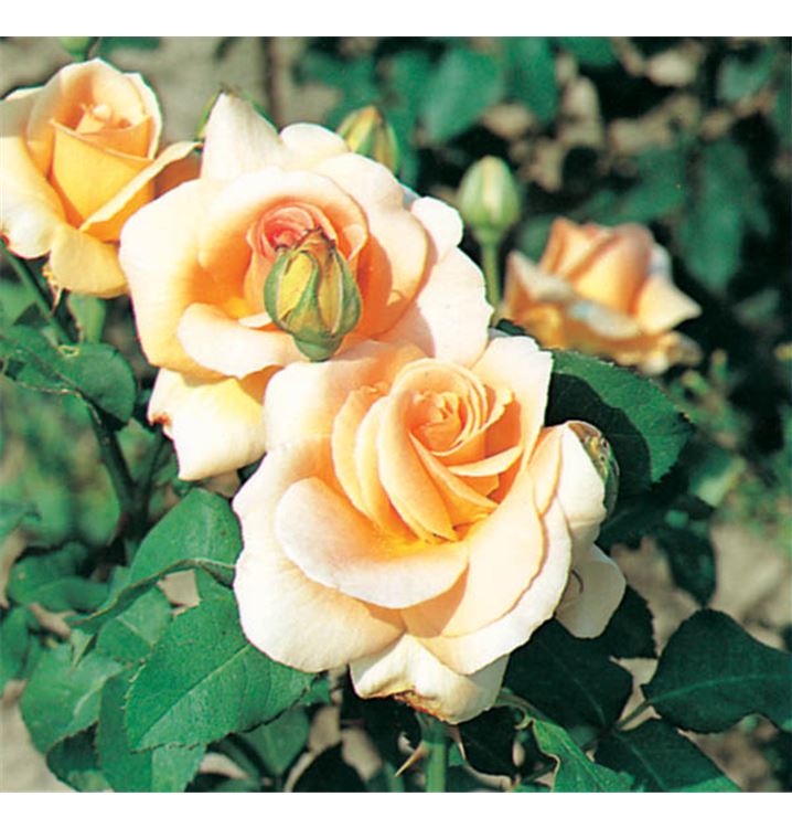 Floribundarose