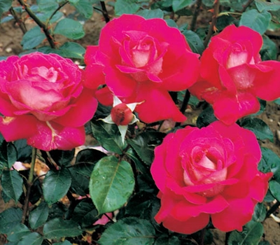 Rosa (Teehybride) 'Baronne E. de Rothschild'