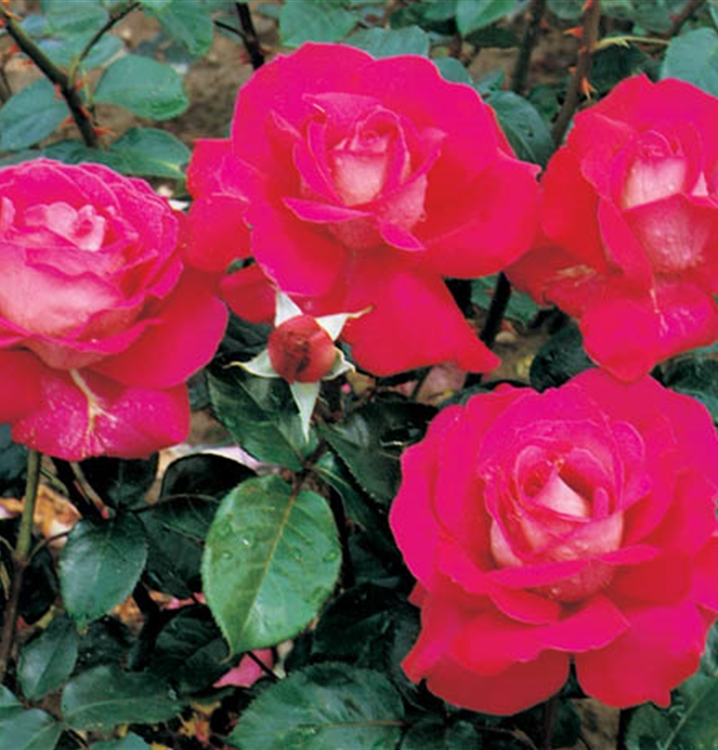 Grossblumige Rose