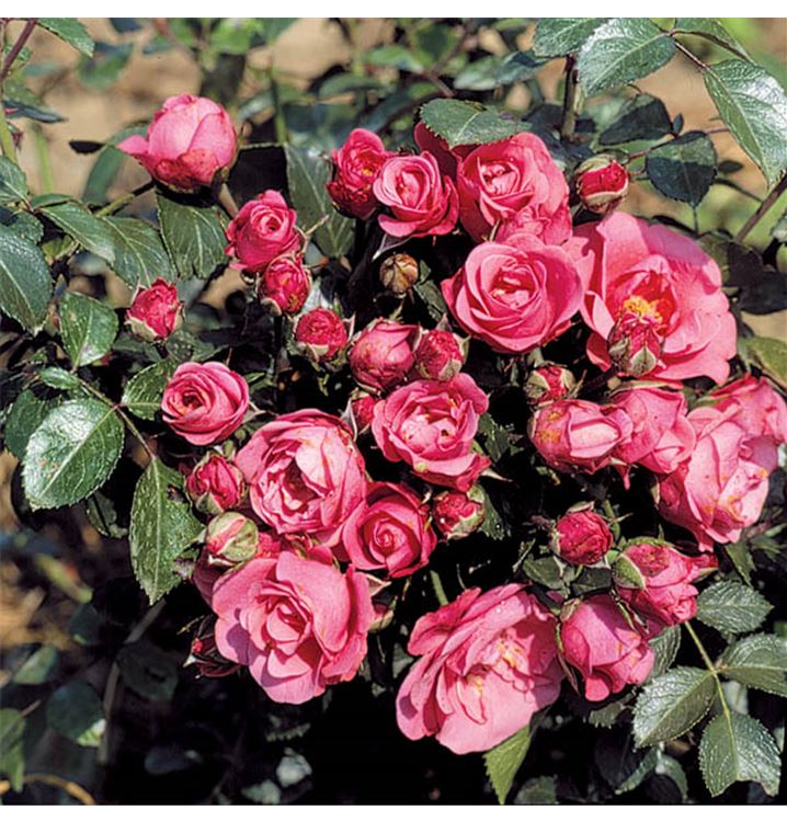 Floribundarose