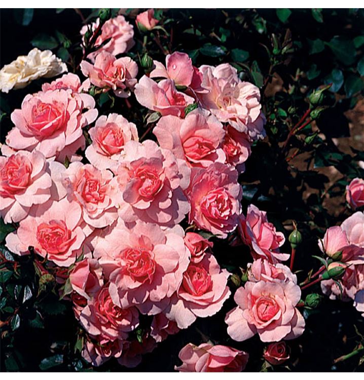 Floribundarose