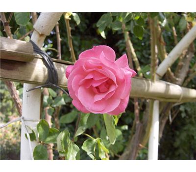 Rosa (Kletterrose) 'Climbing Queen Elizabeth'