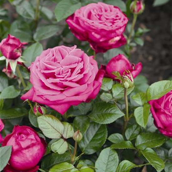 Rosa (Teehybride) 'Senteur Royale' (R)