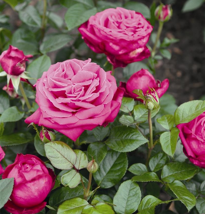 Rosa (Teehybride) 'Senteur Royale' (R)