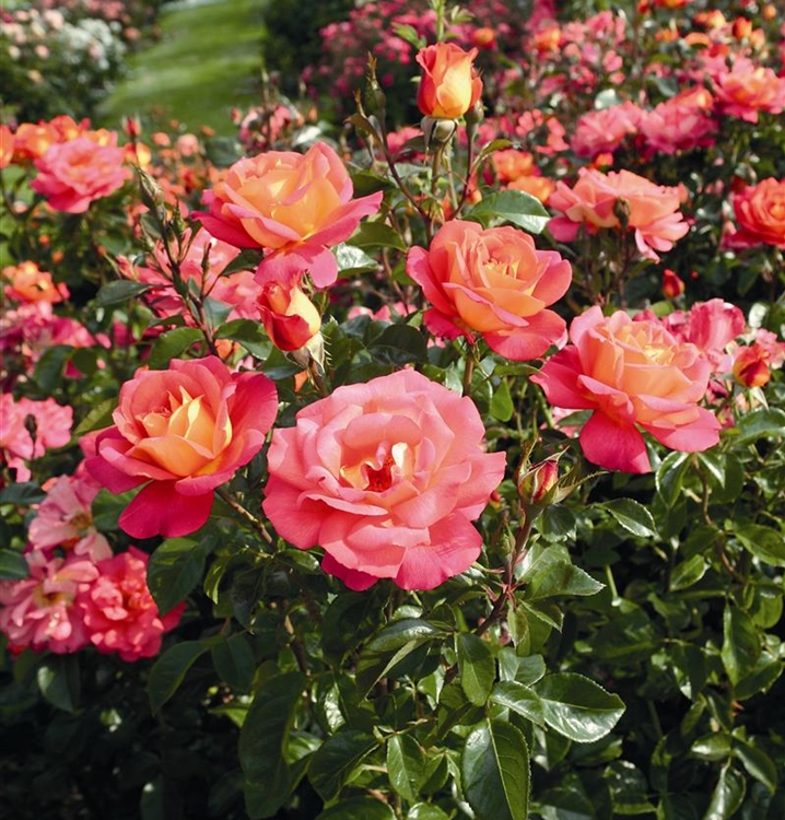 Rosa (Floribundarose) 'Shanty' (R)