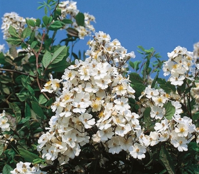 Rosa multiflora