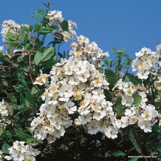 Rosa multiflora