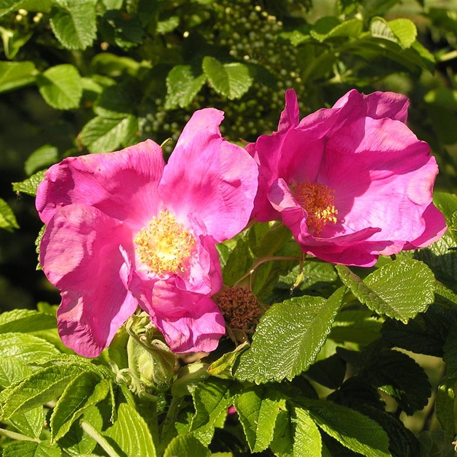 Rosa rugosa