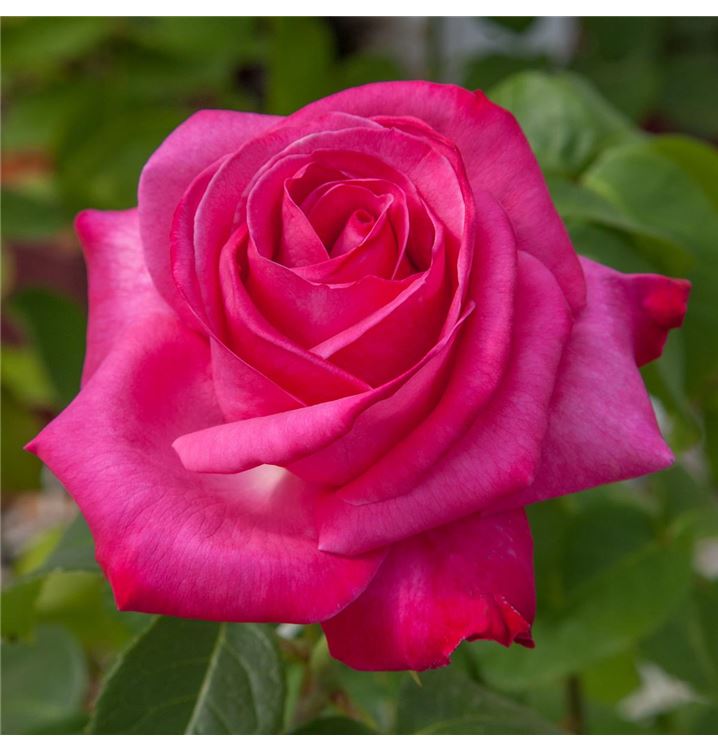 Grossblumige Rose