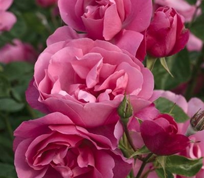 Rosa (Floribundarose) 'Deborah'