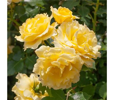 Rosa (Floribundarose) 'Gold Bunny'