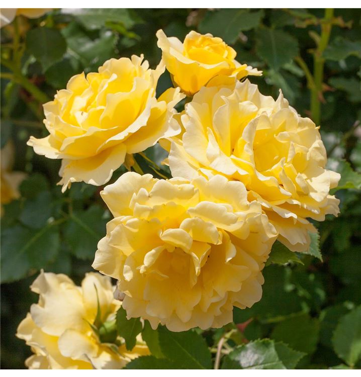 Floribundarose