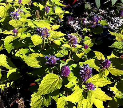 Agastache rugosa 'Golden Jubilee'