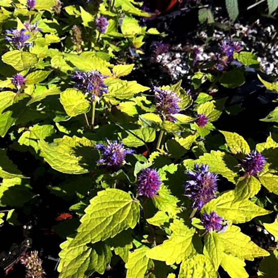 Agastache rugosa 'Golden Jubilee'