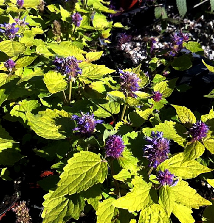 Agastache, Duftnessel