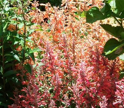 Agastache 'Kudos Coral'