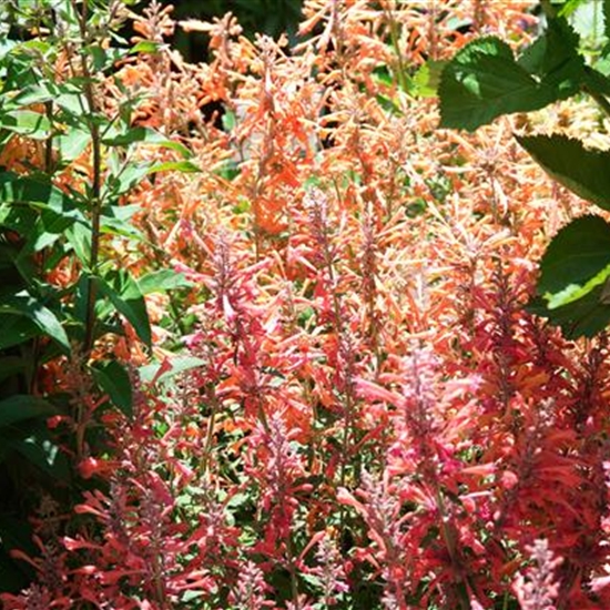 Agastache 'Kudos Coral'